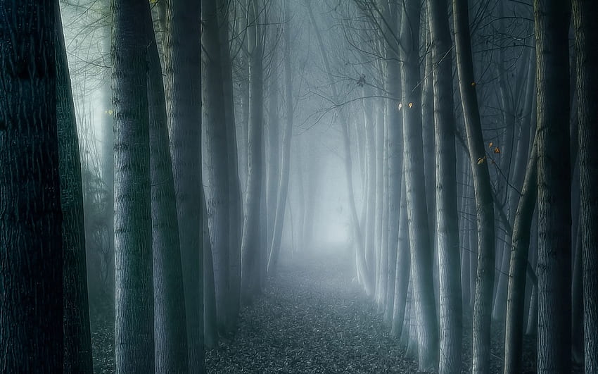 Foggy Forest , Ultra High Resolution Forest HD Wallpaper | Pxfuel