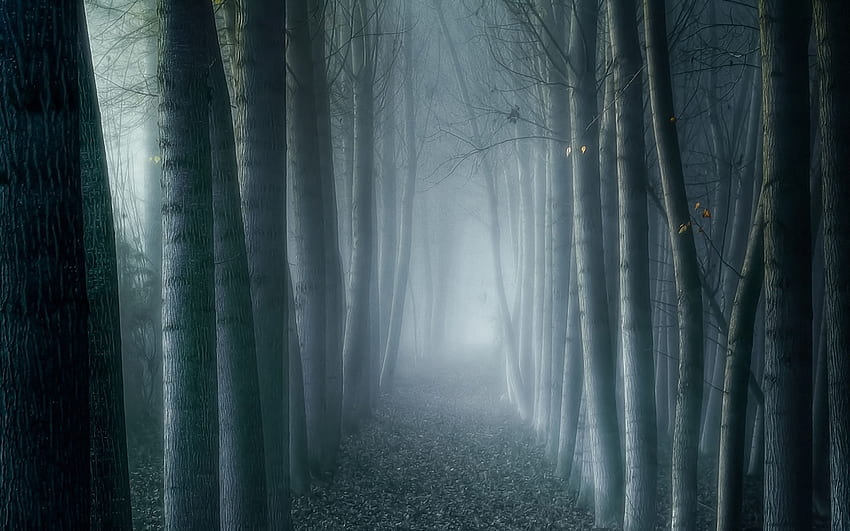 Fog in the green forest HD desktop wallpaper : Widescreen : High Definition  : Fullscreen