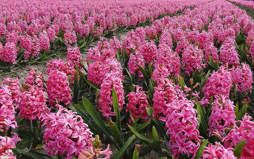 Hyacinths, pink, flowers, field HD wallpaper