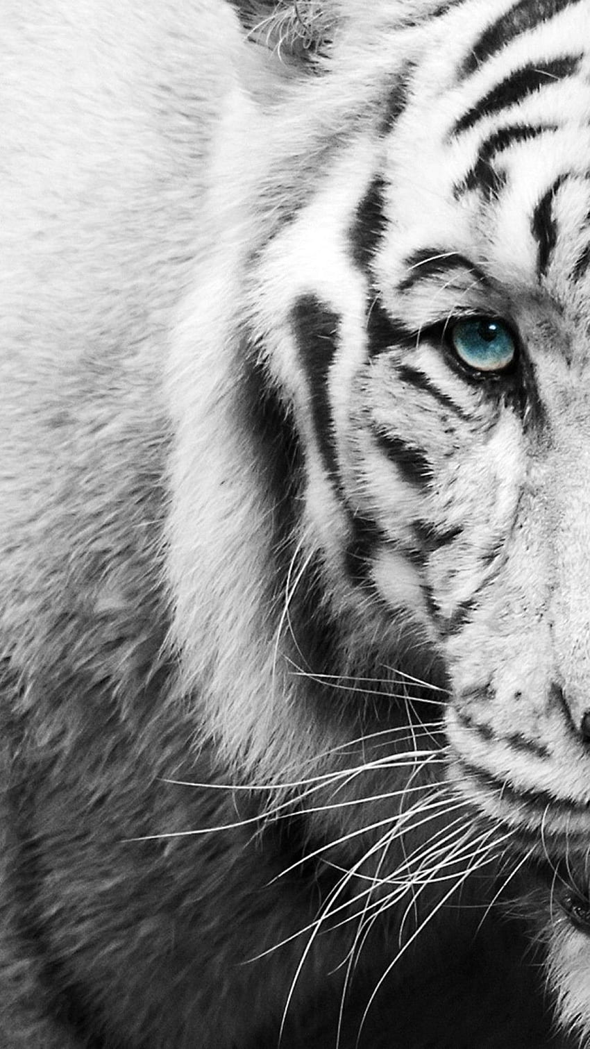 White And Black Animals, Black and White Zebra HD phone wallpaper | Pxfuel