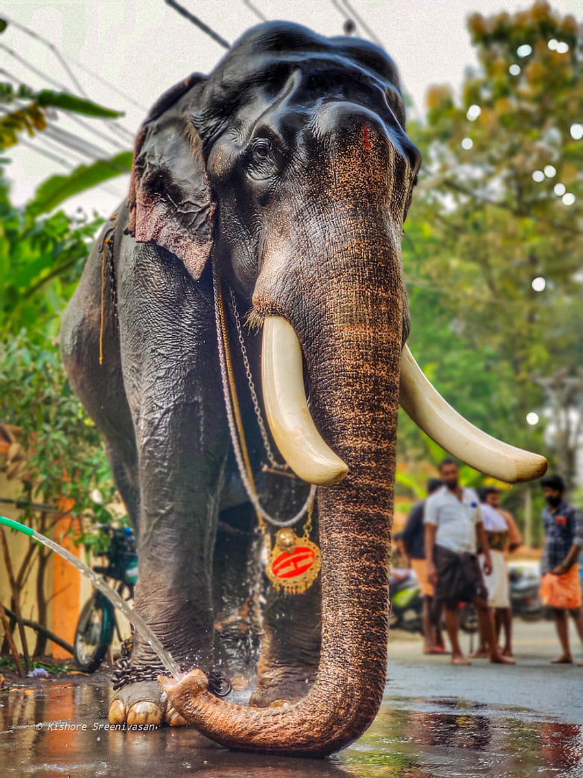 케랄라 코끼리에서 가장 잘생긴 코끼리로 여겨지는 Pambadi Rajan HD 전화 배경 화면