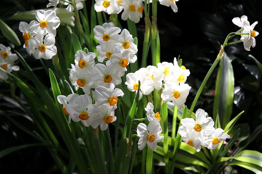 Flowers, Narcissussi, Greens, Flower Bed, Flowerbed, Spring, Mood HD wallpaper