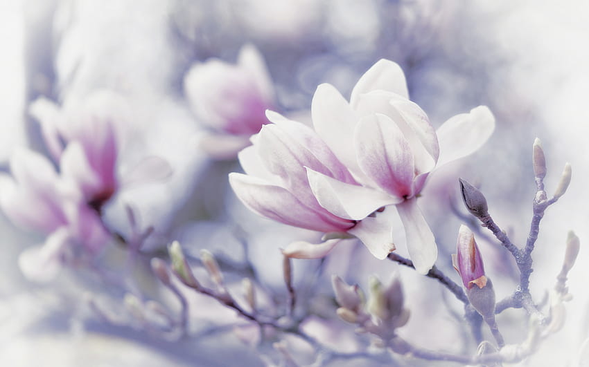 แมกโนเลีย ดอกไม้ฤดูใบไม้ผลิ พื้นหลังด้วยแมกโนเลีย ฤดูใบไม้ผลิ พื้นหลังด้วยดอกไม้ แมกโนเลียสีชมพู วอลล์เปเปอร์ HD