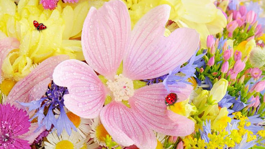 Fleurs sauvages exposées, soleil, pastel, doux, coccinelles, coccinelle, épingle, doux, tulipes, printemps, été, chaleur, jaune, fleurs, cosmo, parfumé, fleurs Fond d'écran HD