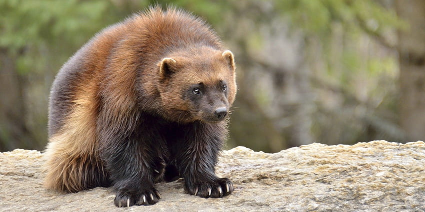 First Wolverine Appears In North Dakota In 150 Years, Rancher Kills It, Wolverine Animal HD wallpaper