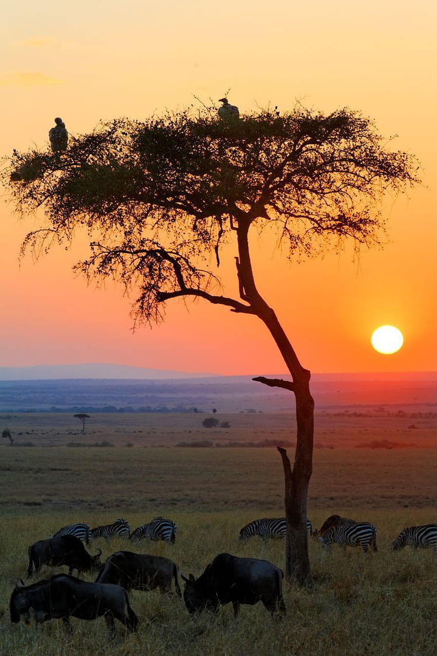 Lever du soleil dans la réserve nationale du Masai Mara, au Kenya. Beau paysage d'un safari africain. Coucher de soleil africain, belle nature, réserve nationale de Masai Mara Fond d'écran de téléphone HD