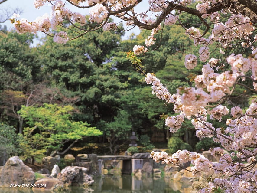 日本庭園、反射、桜、木々、美しい、石橋、水 高画質の壁紙