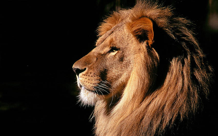 Majestic lion 2K wallpaper download