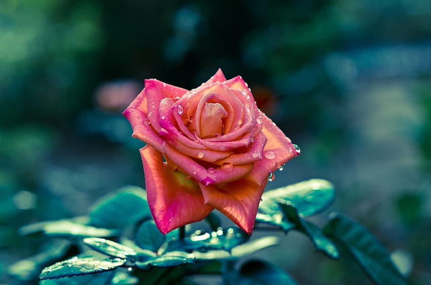 ดอกไม้ ใบไม้ หยด มาโคร ดอกกุหลาบ กุหลาบ กลีบดอก โฟกัส ลำต้น ก้าน ความคมชัด วอลล์เปเปอร์ HD