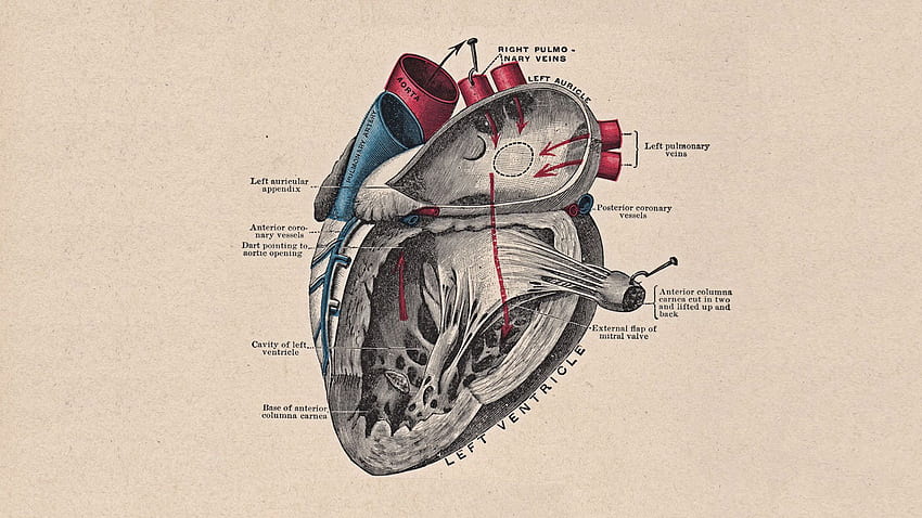 Anatomie du coeur, anatomie vintage Fond d'écran HD