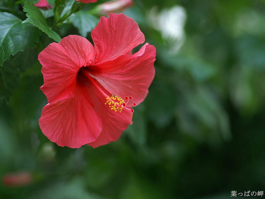 Blumen, Hibiskus, chinesische Rose HD-Hintergrundbild