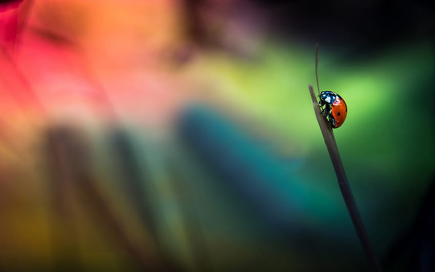 Ladybug By xyz - Ladybird Beetle - & Background HD wallpaper