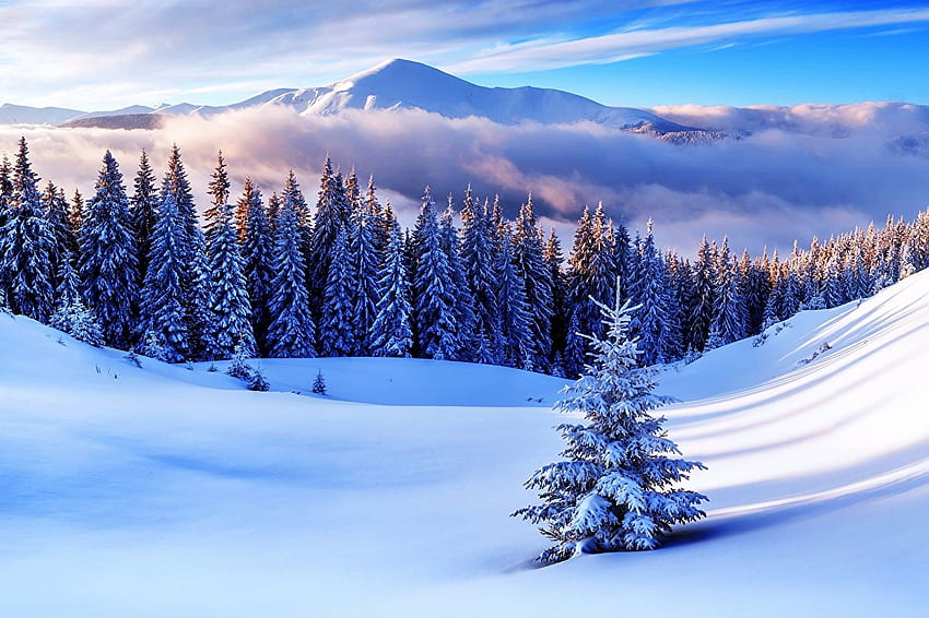 Natur Fichte Winterberge Schneelandschaft Bäume, Bäume mit schneebedeckten Bergen HD-Hintergrundbild