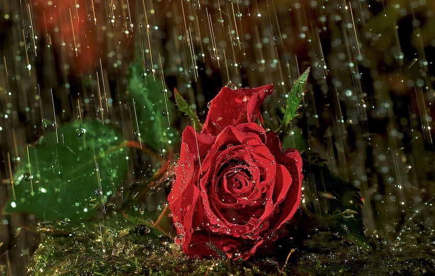 ดอกไม้ ฝน หยด ดอกไม้ ดอกกุหลาบ ดอกกุหลาบ เปียก วอลล์เปเปอร์ HD