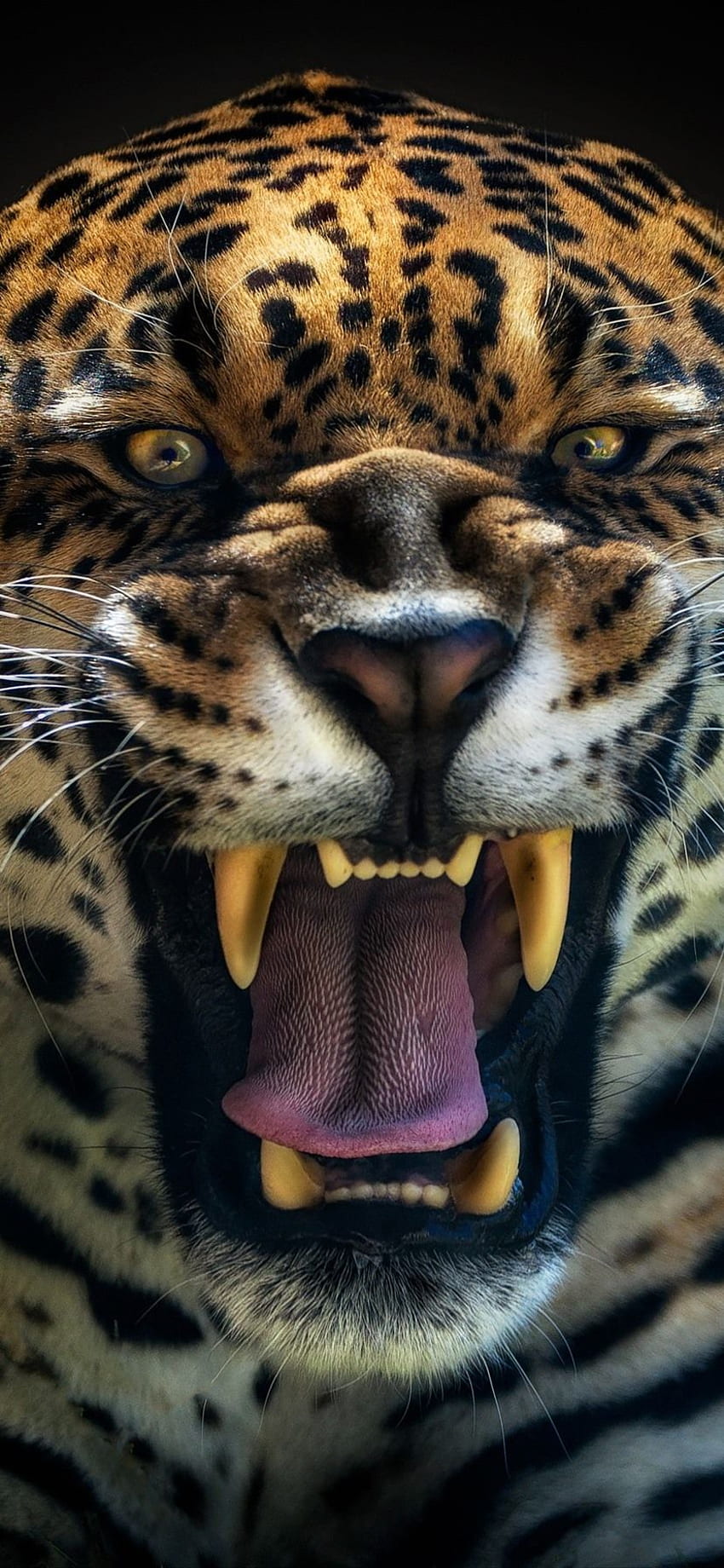 Jaguar Brüllen, Gesicht, Zähne IPhone 11 XR HD-Handy-Hintergrundbild