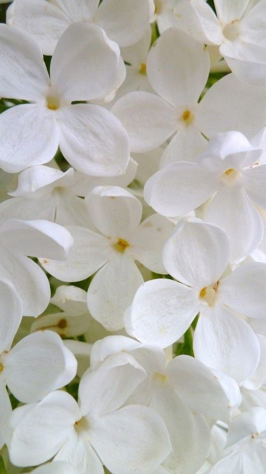 Бели цветя, жасмин HD тапет за телефон