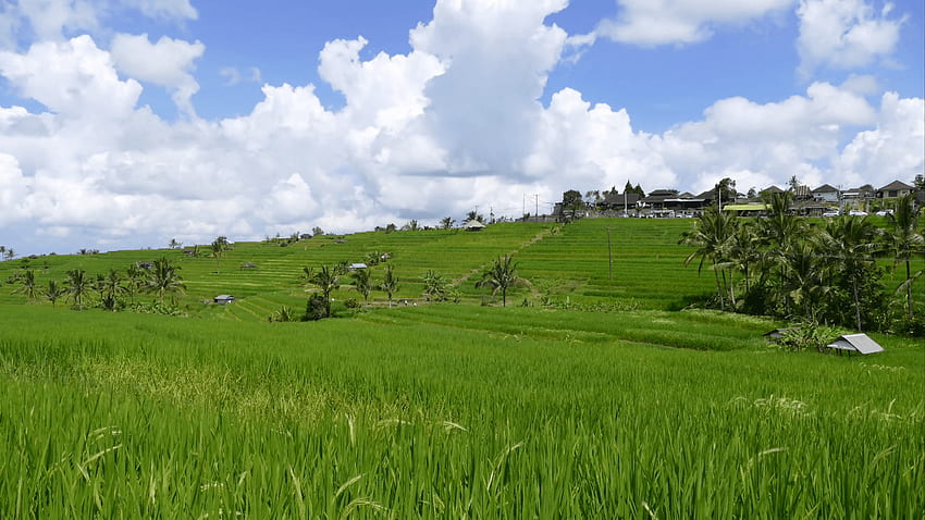 Bali Endonezya'da pirinç tarlası çeltik manzarası. Asya çiftliği tarımı, Pirinç Tarlaları Bali Endonezya HD duvar kağıdı