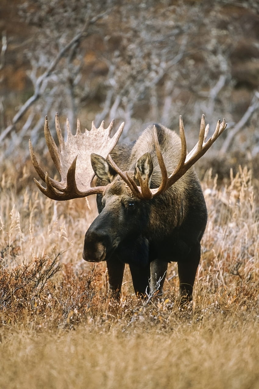 Bull Moose (Alces alces) pastando en las montañas en otoño, Chugach State Park, Southcentral Alaska; Impresión de póster de Alaska, Estados Unidos de América por Tom Soucek / Design Pics - Artículo fondo de pantalla del teléfono