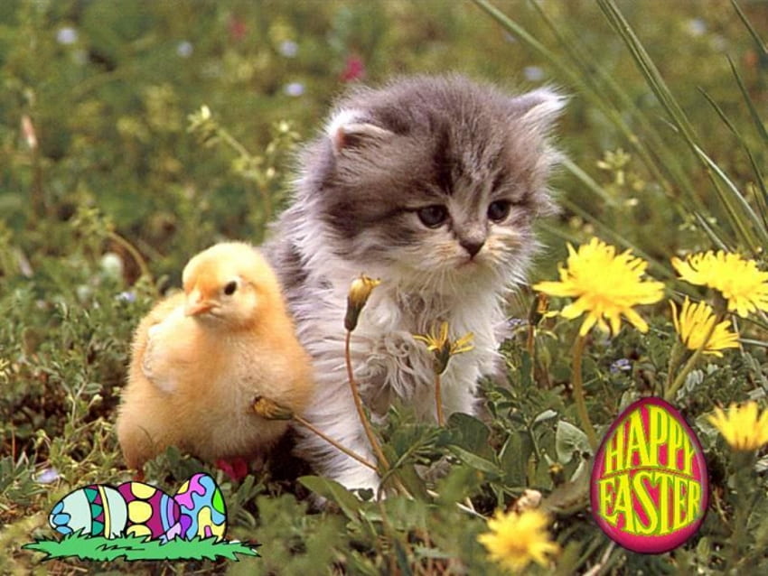 Katze und Küken, Kätzchen, Ei, Blume, Küken, Katze, Ostern, Gras HD-Hintergrundbild