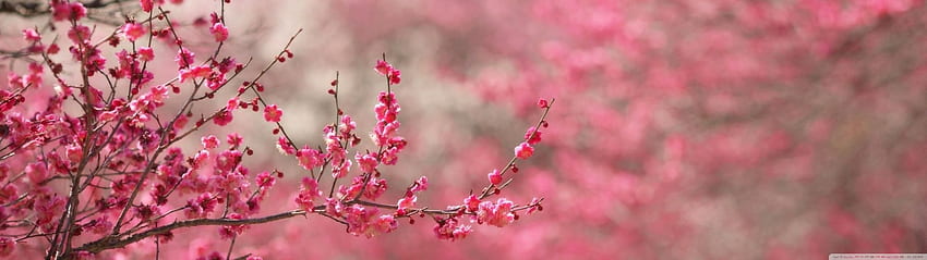 Sakura Cherry Blossom Ultra Background pour U TV : Multi Display, Dual Monitor : Tablette : Smartphone, Spring Dual Monitor Fond d'écran HD