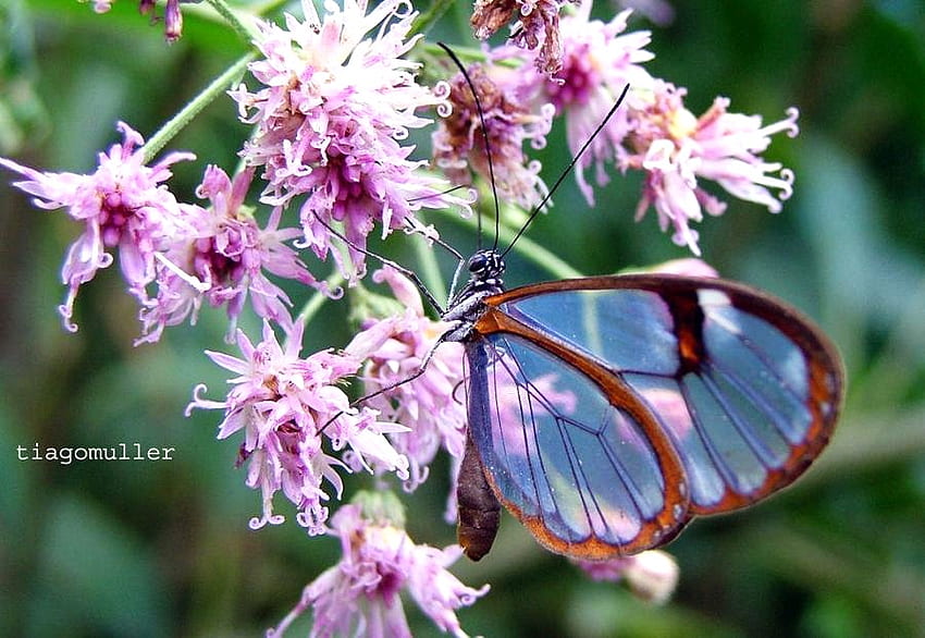 Out of the clear blue, blue, pink, glasswing, butterfly, flower HD wallpaper
