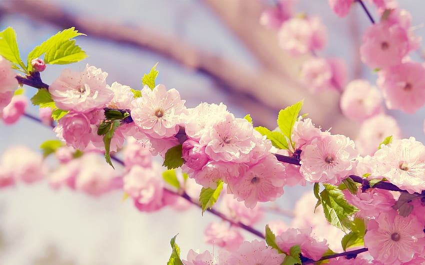 ฤดูร้อนแสนสวย ดอกไม้สีพาสเทลน่ารัก วอลล์เปเปอร์ HD