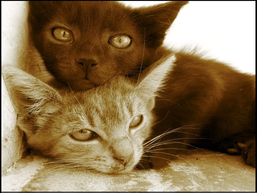 Cats, animal, kitten, brown, cat HD wallpaper