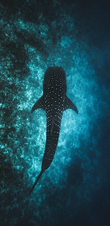 Galapagos Whale Shark Project Update - Galapagos Conservation Trust