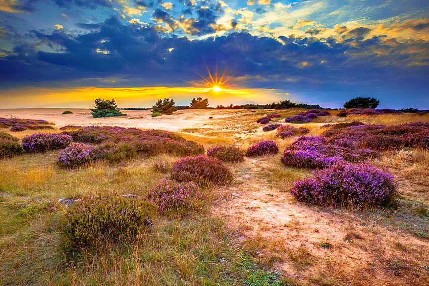 Parc national de Hoge Veluwe, champ, nuages, ciel, beau, coucher de soleil, dunes, Pays-Bas, fleurs sauvages, Parc national, sables, flore Fond d'écran HD