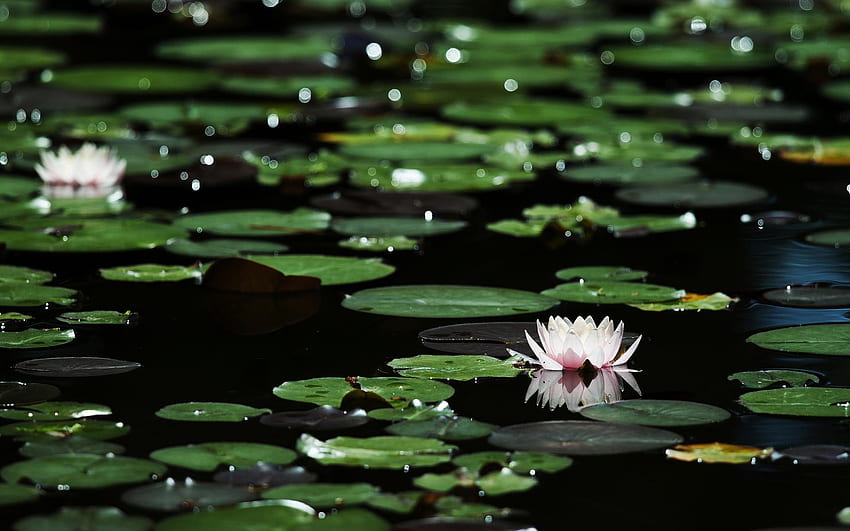 Цветя лилия лилии зеленина боке езерце езера природа венчелистчета растения, Lily Pad HD тапет