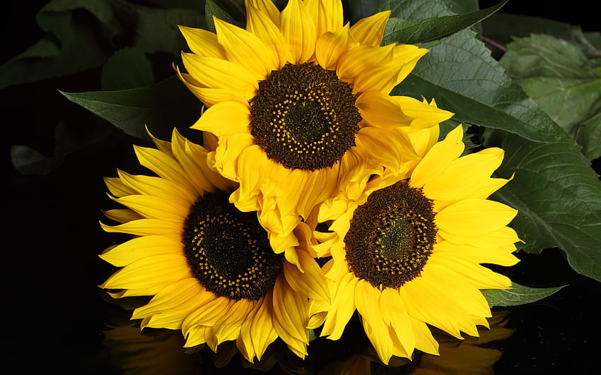 Słonecznikowe trio, natura, słonecznik, żółty, kwiat Tapeta HD