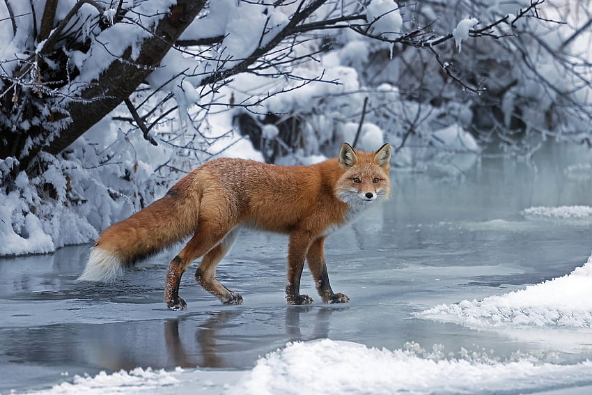 Alaskan Red Fox, Alaska, natura, ghiaccio, animali, neve Sfondo HD
