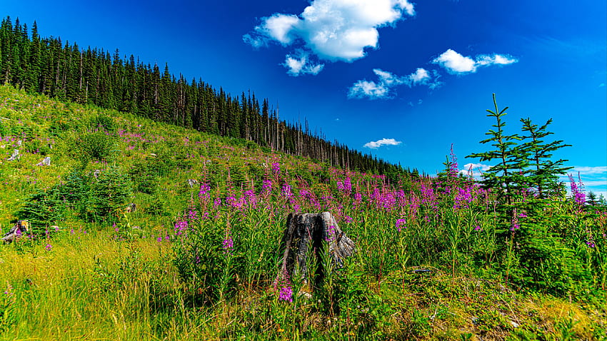 아름 다운 풍경 자연 그루터기 녹색 잔디 낮 자연 동안 흰 구름 푸른 하늘 아래 보라색 꽃 필드 HD 월페이퍼