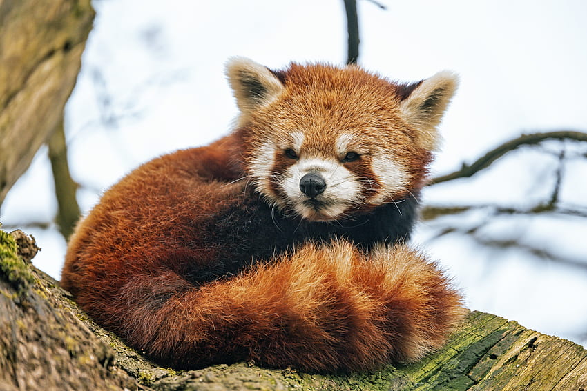 Animals, Fluffy, Animal, Tail, Red Panda HD wallpaper