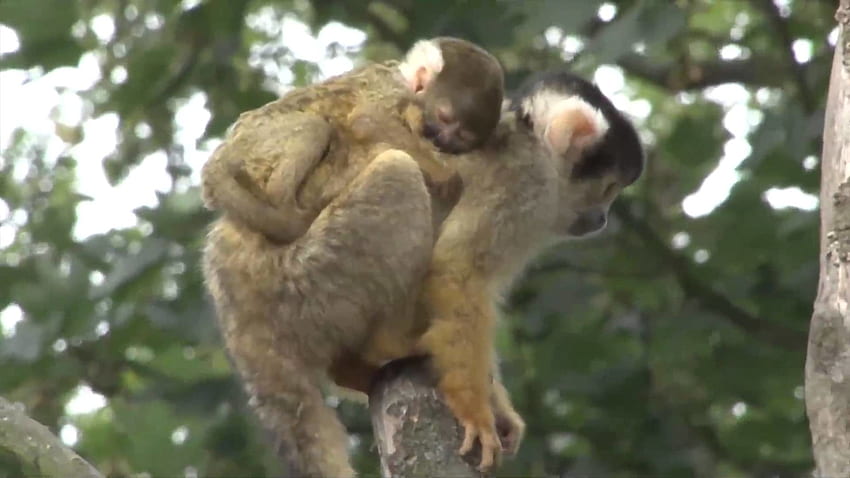 Adorable Baby Monkey Clings to Mom at London Zoo HD wallpaper