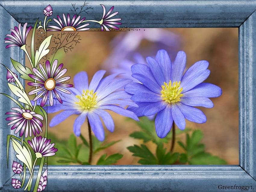BLUE DAISIES, PRETTY, FLOWERS, , BLUE HD wallpaper