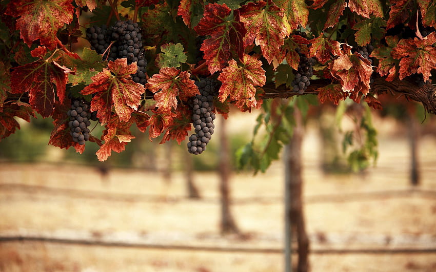 Nature, Landscape, Food, Leaves, Grapes, Blur, Bunches, Vineyard HD wallpaper