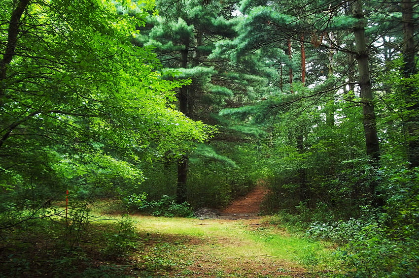 Natur, Bäume, Wald HD-Hintergrundbild