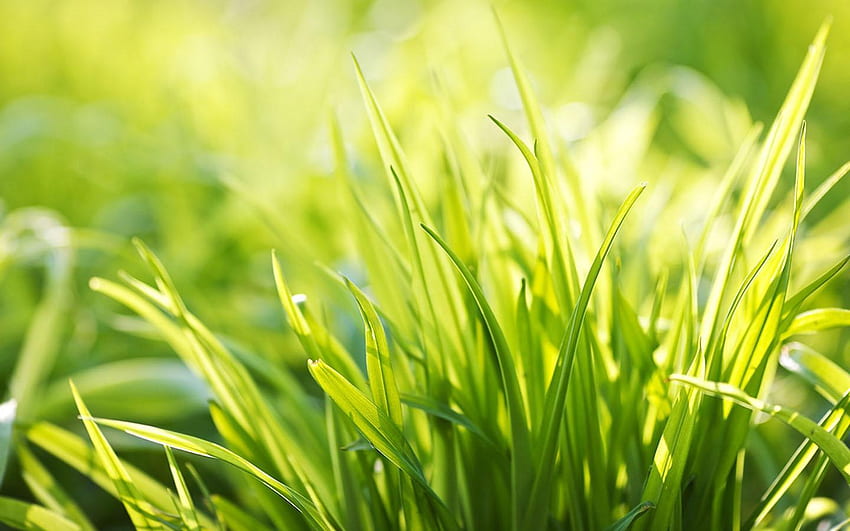 Spring Nature für Android, Zitronengras HD-Hintergrundbild