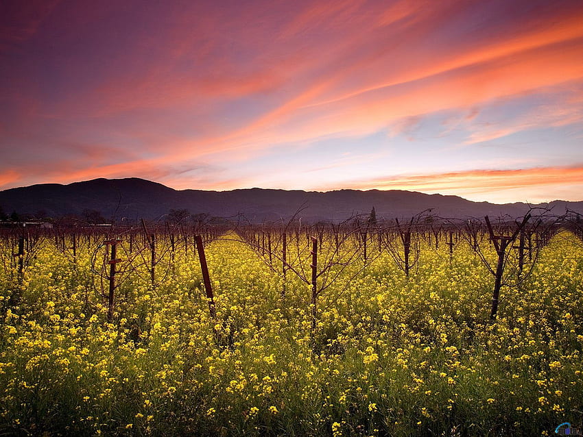sunset california vineyard, , Sunset and Wild Mustard, Napa Valley Vineyards in California HD wallpaper