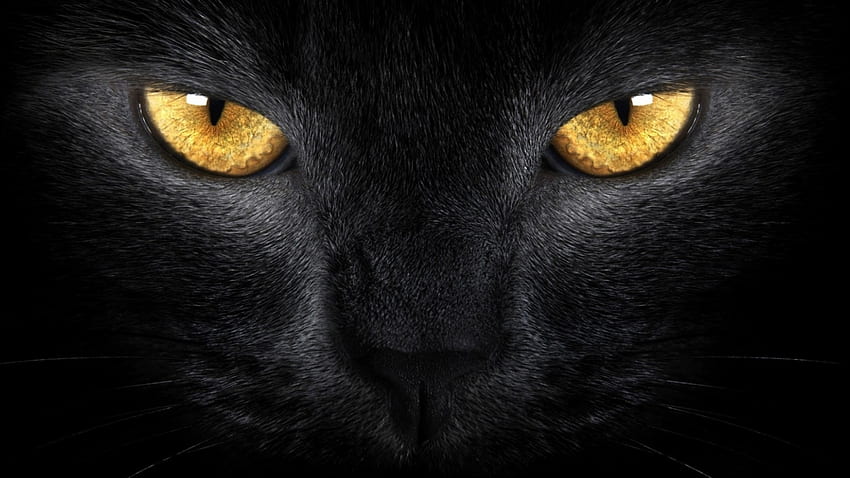 Cat, Black, Close Up, Eyes For IMac 27 Inch Maiden, 2560X1440 Cat HD wallpaper