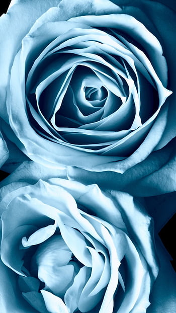 Page 3 | light blue rose HD wallpapers | Pxfuel