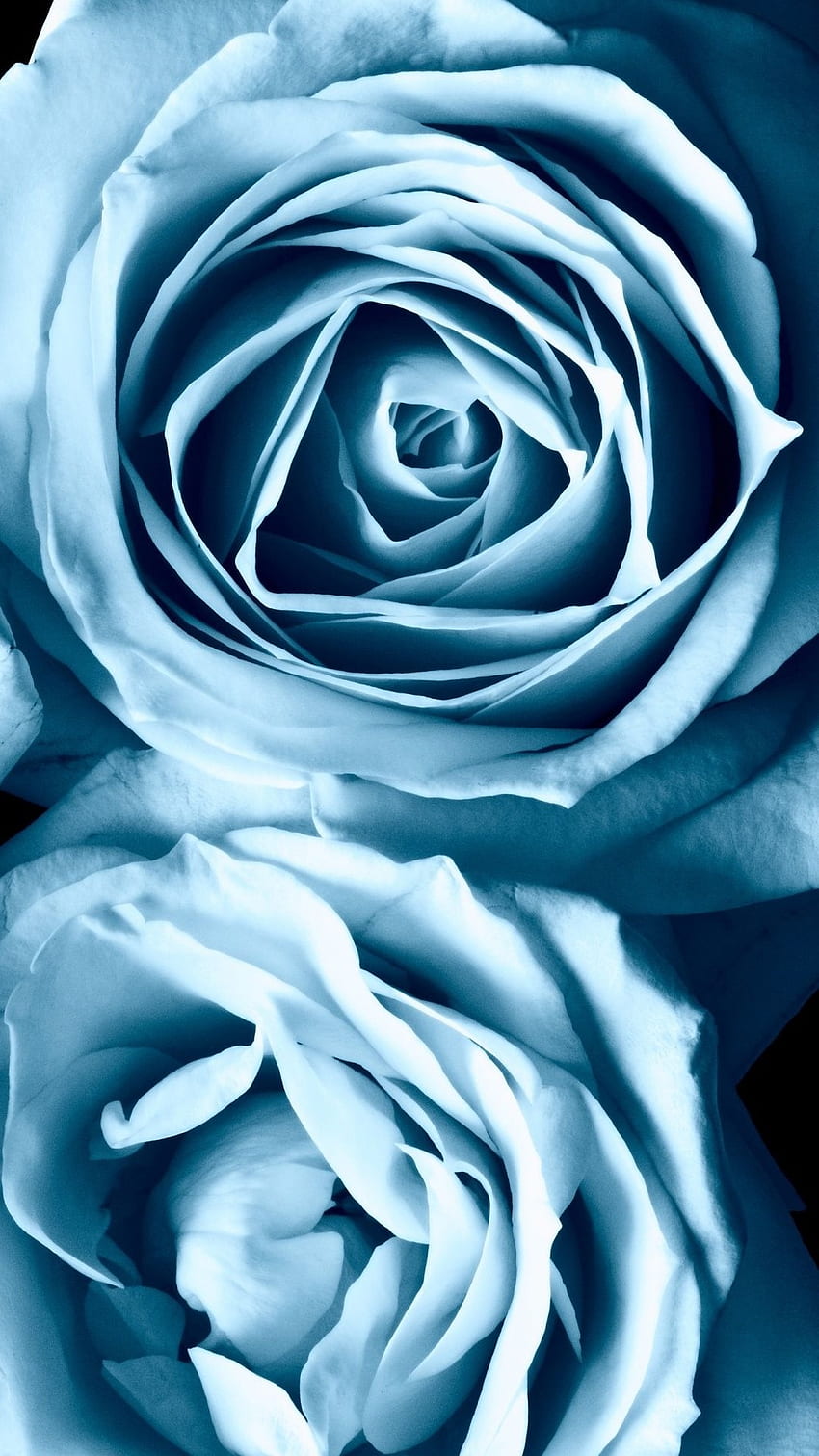 Light Blue, Rose HD phone wallpaper | Pxfuel