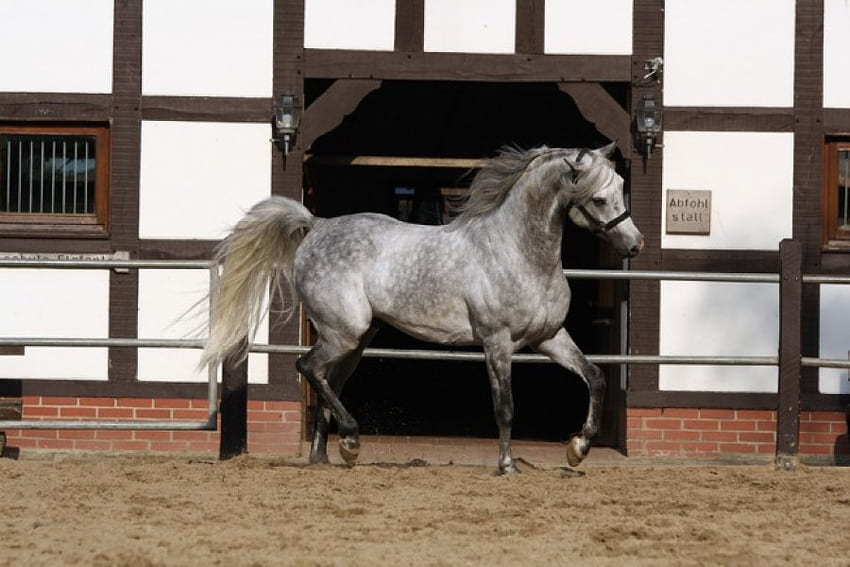 Grey Oriental, cavalos, cinza, cavalo árabe, animais papel de parede HD