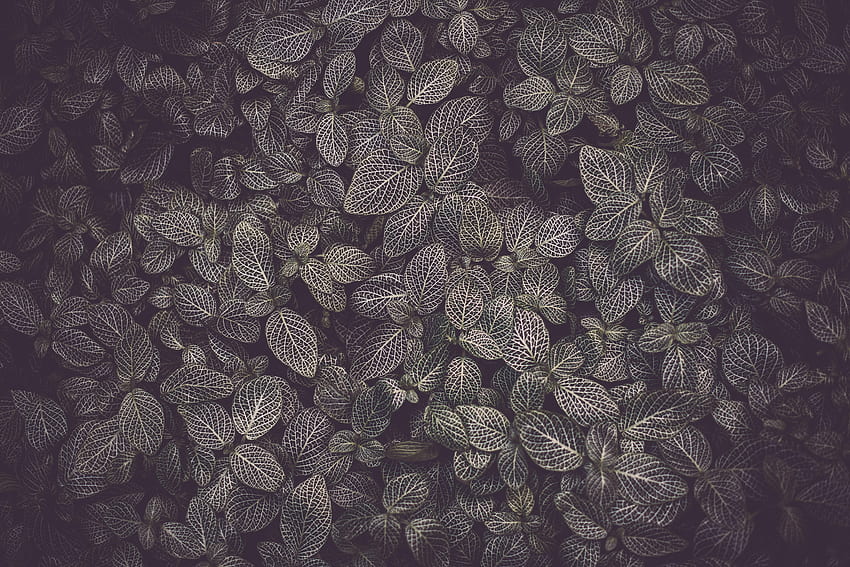 Leaves, Plant, Macro, Texture, Veins HD wallpaper