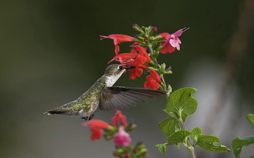 Animals, Flowers, Humming-Birds, Macro, Bird, Greens HD wallpaper