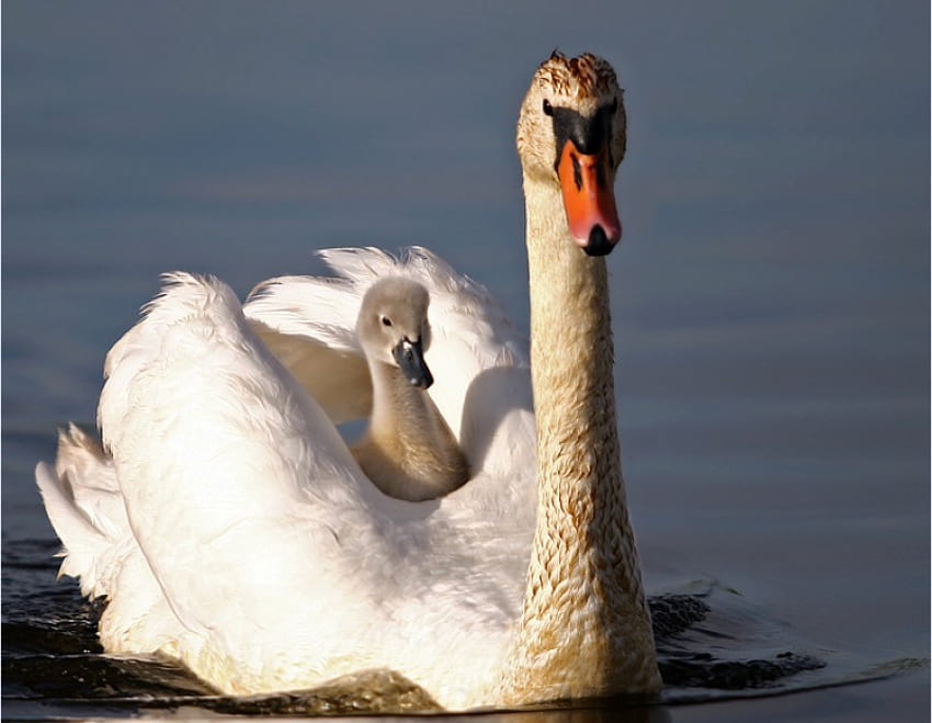 Mother Care, swan, beautiful HD wallpaper