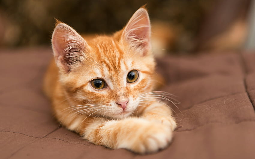 Kitten, pisica, cute, cat, paw, orange, ginger HD wallpaper