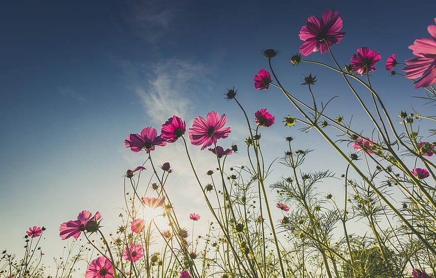 field, summer, the sun, flowers, summer, pink, field, pink, flowers, cosmos for , section цветы HD wallpaper