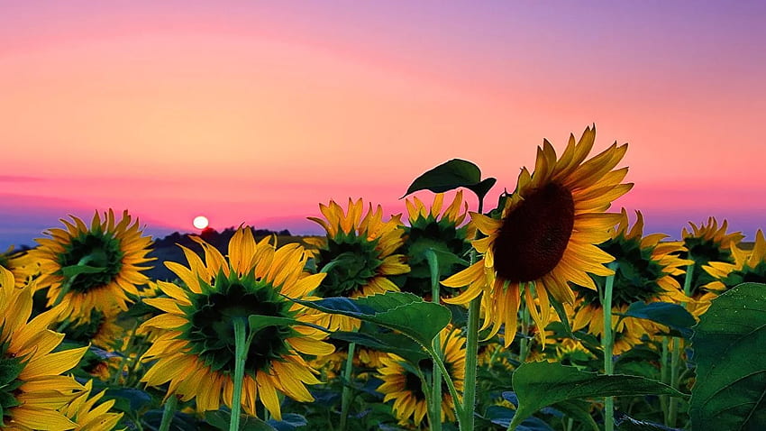 Sunflower Field Background Is Cool . Nature , background nature, Flower, Cute Sunflower HD wallpaper